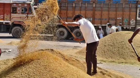 Hisar News: अनाज मंडी में धान की आवक धीमी 2025