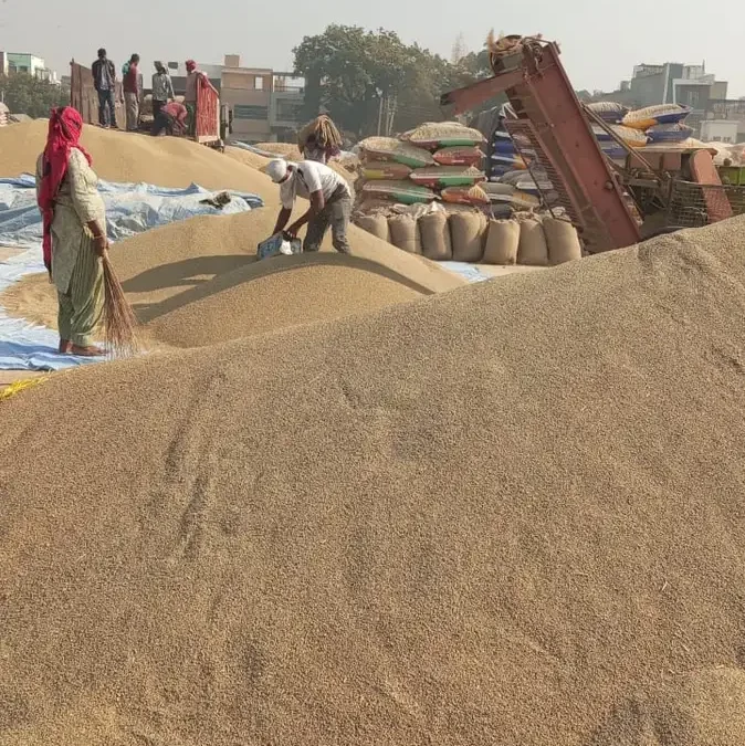 Hisar News: उठान तेज करने के लिए गाड़ियों के चक्कर बढ़ाए और खरीद बंद 2026