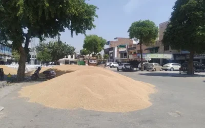 Hisar News:  3 दिन में मंडी से 50 प्रतिशत गेहूं की उठान के आदेश 2026